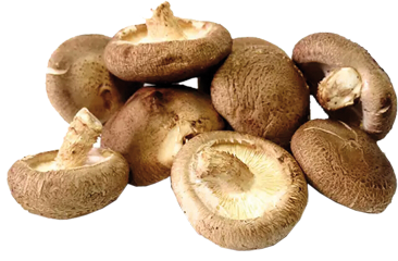 icona champignons