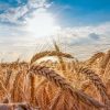 Campo di grano