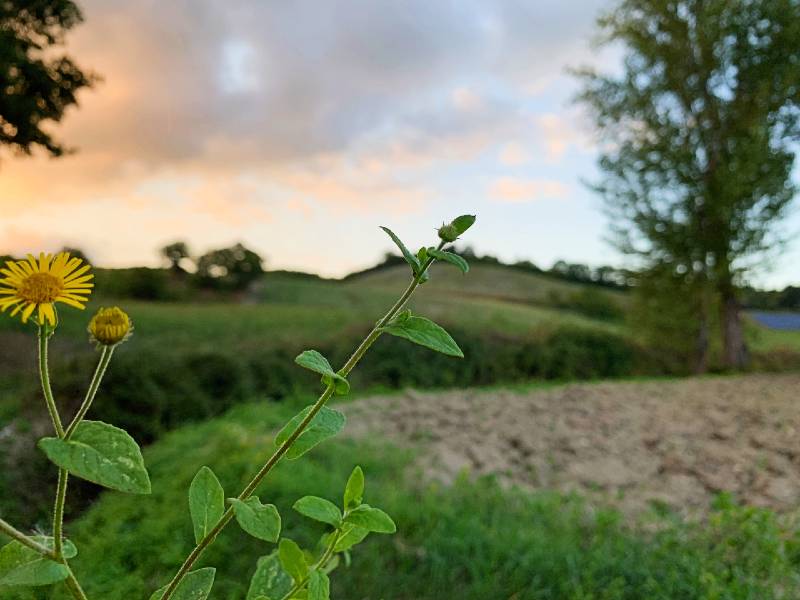 Campagna con fiore